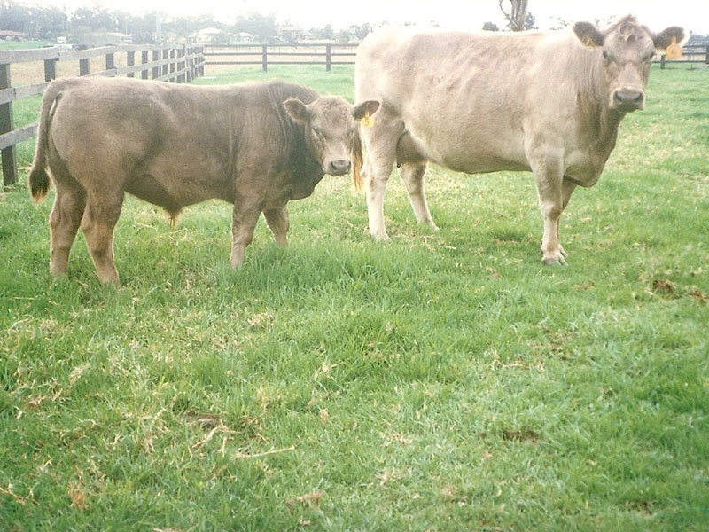 A typical cow and calf pair