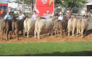 Square Meaters Steers at Royal Sydney Show 2017
