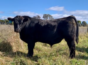 Sold - Commercial Yearling Black Squaremeater Bull for Sale