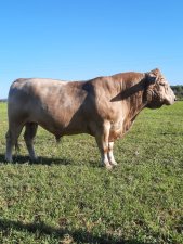 Damview Riverboy Quality bull